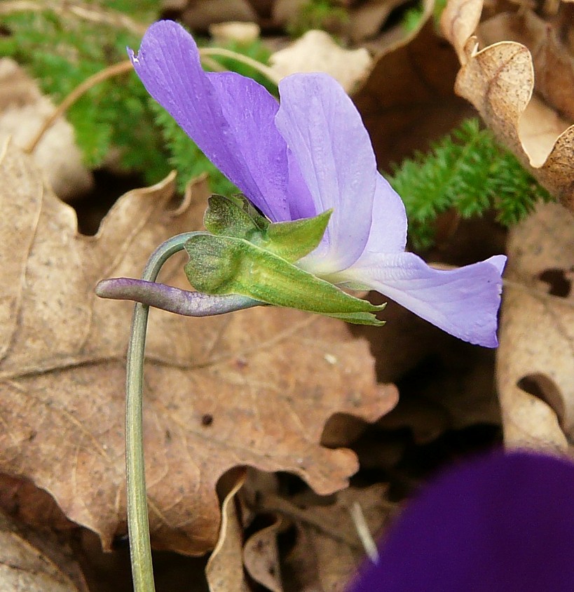 Viola merxmuelleri (=Viola graeca) / Viola greca